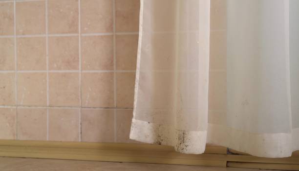 Best Black Mold Removal  in Rochester, IN