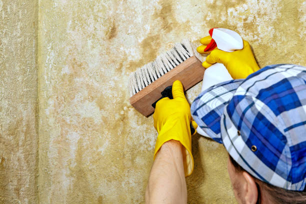 Professional Mold Removal in Rochester, IN