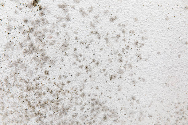 Best Mold Odor Removal Services  in Rochester, IN